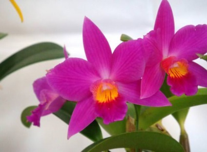 Cattleya orchidea általános jellemzői, típusú és fajtájú, otthoni gondozást, öntözés, palántázás (Cattleya) Cattleya orchidea általános jellemzői, típusú és fajtájú, ápolási otthon, öntözés, palántázás