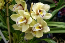 Cattleya orchidea általános jellemzői, típusú és fajtájú, otthoni gondozást, öntözés, palántázás (Cattleya) Cattleya orchidea általános jellemzői, típusú és fajtájú, ápolási otthon, öntözés, palántázás