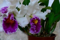 Cattleya orchidea általános jellemzői, típusú és fajtájú, otthoni gondozást, öntözés, palántázás (orchidea) Cattleya orchidea általános jellemzői, típusú és fajtájú, ápolási otthon, öntözés, palántázás