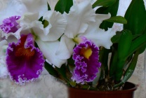 Cattleya orchidea általános jellemzői, típusú és fajtájú, ápolási otthon, öntözés, palántázás