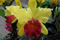 Cattleya orchidea általános jellemzői, típusú és fajtájú, otthoni gondozást, öntözés, palántázás (orchidea) Cattleya orchidea általános jellemzői, típusú és fajtájú, ápolási otthon, öntözés, palántázás