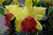 Cattleya orchidea általános jellemzői, típusú és fajtájú, ápolási otthon, öntözés, palántázás