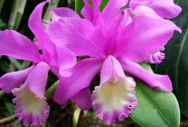 Cattleya orchidea általános jellemzői, típusú és fajtájú, otthoni gondozást, öntözés, palántázás (orchidea) Cattleya orchidea általános jellemzői, típusú és fajtájú, ápolási otthon, öntözés, palántázás