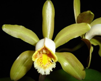 Cattleya orchidea általános jellemzői, típusú és fajtájú, otthoni gondozást, öntözés, palántázás (orchidea) Cattleya orchidea általános jellemzői, típusú és fajtájú, ápolási otthon, öntözés, palántázás