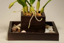 Cattleya orchidea általános jellemzői, típusú és fajtájú, ápolási otthon, öntözés, palántázás