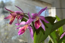 Cattleya orchidea általános jellemzői, típusú és fajtájú, ápolási otthon, öntözés, palántázás