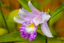 Cattleya orchidea általános jellemzői, típusú és fajtájú, ápolási otthon, öntözés, palántázás