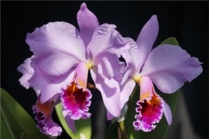 Cattleya orchidea ellátás, a szervátültetés és reprodukció az otthoni