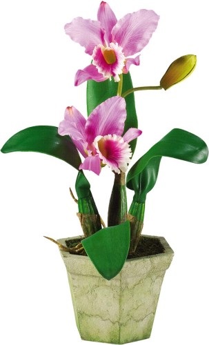 Cattleya orchidea ellátás, a szervátültetés és reprodukció az otthoni
