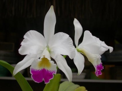 Cattleya orchidea - ellátás az otthoni, fotók, virágok
