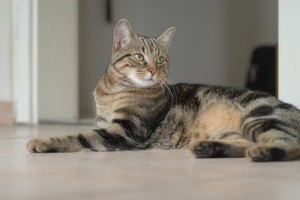 Nyakörvek macskáknak egyszerű, világos és fényvisszaverő vásárolni az online áruházak - 12 obezyan