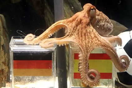 Octopus Paul megjósolta a World Cup