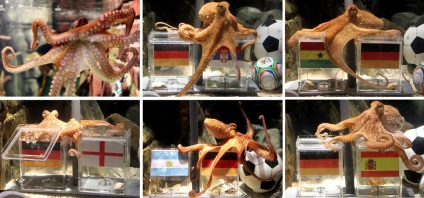 Octopus Paul megjósolta a World Cup