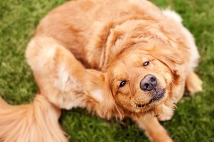 Korpásodás kutyáknál okoz és kezelés