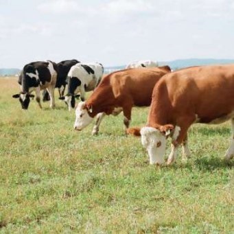 Motley fajta tehén és azok jellemzőit, az állatállomány