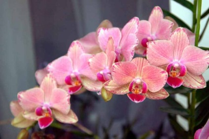 Miért orchidea hervadásokat 5 ok és megoldás