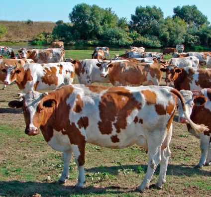 Порода корів червоно-ряба, червоно-строкаті корови, red and white cattle, red and white сows