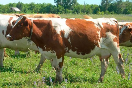 Порода корів червоно-ряба, червоно-строкаті корови, red and white cattle, red and white сows