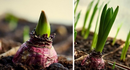 Megfelelő gondoskodás a jácint, a tippeket oszthatnak (ellátás) Megfelelő gondoskodás a jácint, tippeket oszthatnak