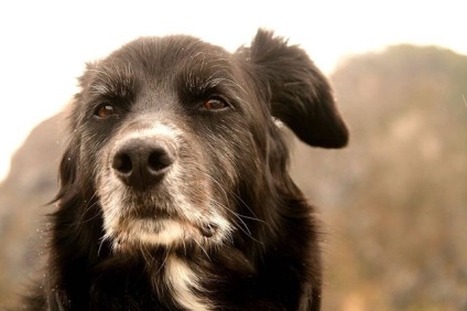 Okok és vizelet inkontinencia kezelésére kutyáknál - blog állatorvosok - belanta