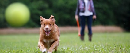Okok és vizelet inkontinencia kezelésére kutyáknál - blog állatorvosok - belanta