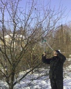 Fajták vágás és a vágást a fák (metszés) Fajták metszés és vágás fák
