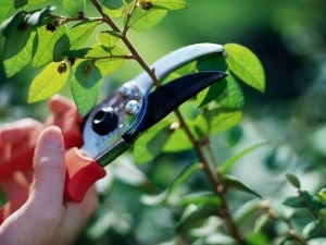 Fajta vágás és nyíró fa (tree fodrász) Fajták metszés és vágás fák