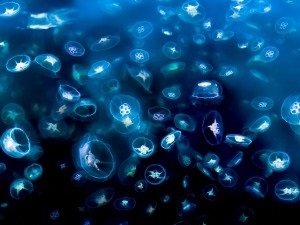 Ritka látogatás sósvízi akvárium - Csikóhal és medúza