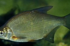 Fish sabrefish, és hogy mit fogás