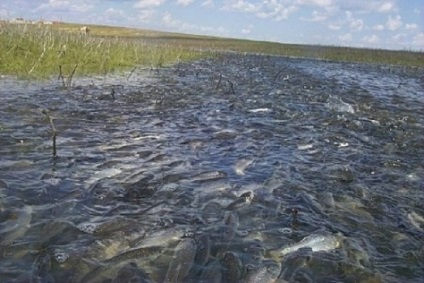 Fish sabrefish, és hogy mit fogás