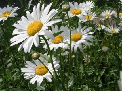 Daisy kerti évelő ültetési és gondozási
