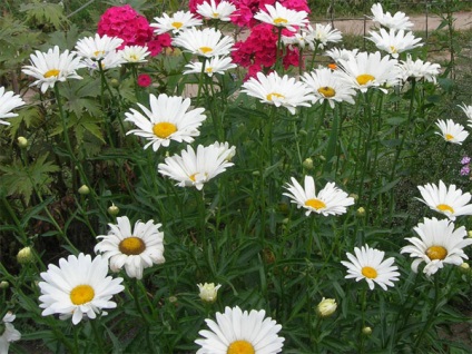 Daisy kerti évelő ültetési és gondozási