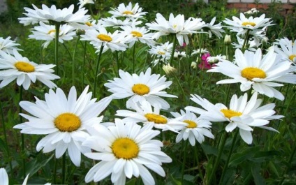 Daisy Garden (nivnyak) leírás, képek, leukantemum legnagyobb, egyre nagyobb a mag, virág faj