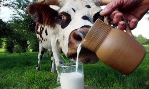 Kefir - egy finom, hasznos és ártalmatlan finom! (Ryazhenka) Kefir - egy finom, hasznos és ártalmatlan finom!