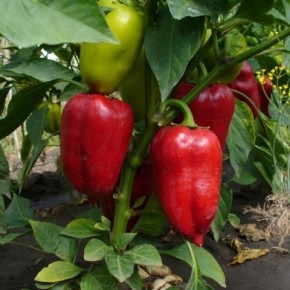 paprikát termeszteni titkos kedvenc nyári rezidenciája, gyümölcsös és kert