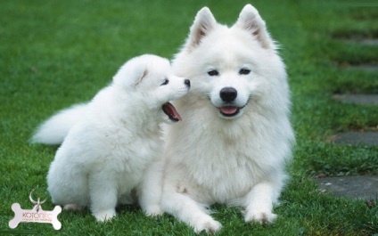 Sampon fehér kutyák