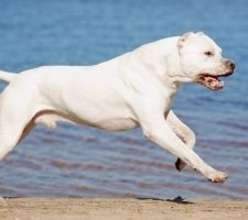 Kutya Dogo Argentino fajta leírás, fotók, az ár a kölykök, vélemények