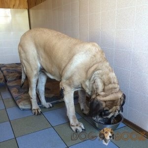 Kutya nem eszik 3 napig kell csinálni, hogy tenyésztő könyvtár (kutya) Kutya nem eszik 3 nap, mit kell tennie, vakvezető kutya tenyésztő