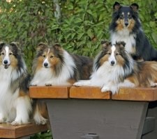 Kutya Sheltie (shetlandi juhászkutya), fajta leírás, fotók, árak kölykök értékelés (képzés) Kutya Sheltie (shetlandi juhászkutya), fajta leírás, fotók, az ár a kölykök, vélemények