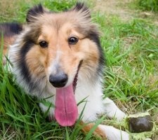 Собака шелти (Шетландських вівчарка) опис породи, фото, ціна цуценят, відгуки