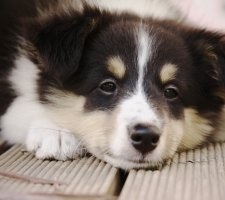 Собака шелти (Шетландських вівчарка) опис породи, фото, ціна цуценят, відгуки