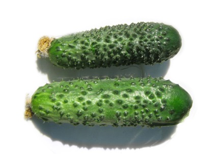 Grade uborka márna (f1) fényképek, értékelések leírások, leírások