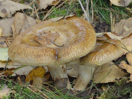 Svinushki (gomba) - típusainak leírása a mérgező vagy ehető, fotók