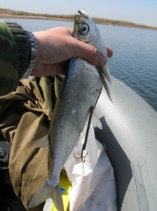 Horgászcikkek sabrefish a gumi - hogyan és hol kell fogni sabrefish szabályok gumi felszerelés, csali