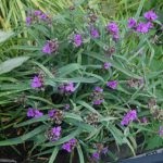 Tradescantia terem - otthoni gondozás, a szervátültetés és reprodukciós