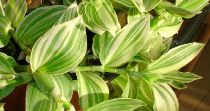 Tradescantia terem - otthoni gondozás, a szervátültetés és reprodukciós