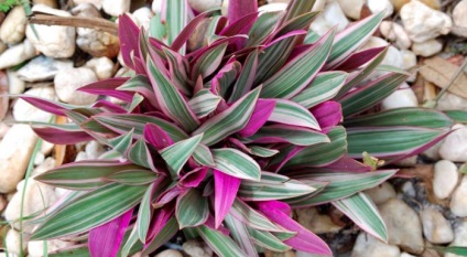 Tradescantia terem - otthoni gondozás, a szervátültetés és reprodukciós