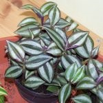 Tradescantia terem - otthoni gondozás, a szervátültetés és reprodukciós