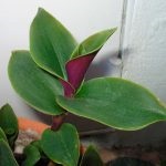 Tradescantia terem - otthoni gondozás, a szervátültetés és reprodukciós