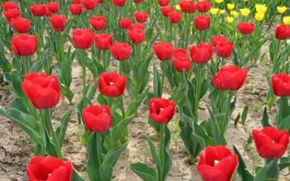 Care tulipánok kora tavasztól késő őszig